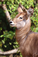 Fototapeta premium Wasserbock / Waterbuck / Kobus ellipsiprymnus