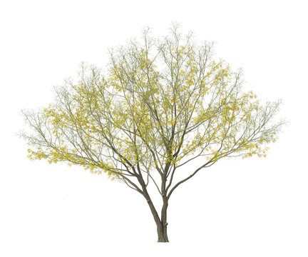 yellow flowering tree isolated on transparent background. yellow flower tree isolated on transparent background. Flowering Tree isolated on white background. Flowering tree PNG. Flower plant PNG.