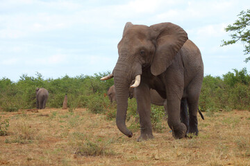 Fototapeta premium Afrikanischer Elefant / African elephant / Loxodonta africana