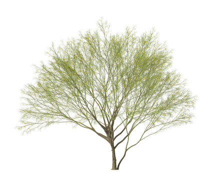 yellow flowering tree isolated on transparent background. yellow flower tree isolated on transparent background. Flowering Tree isolated on white background. Flowering tree PNG. Flower plant PNG.