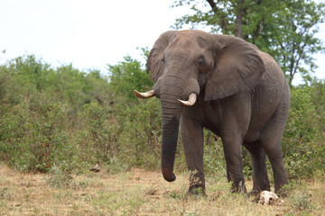 Fototapeta premium Afrikanischer Elefant / African elephant / Loxodonta africana