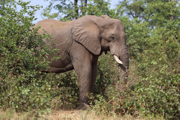Fototapeta premium Afrikanischer Elefant / African elephant / Loxodonta africana
