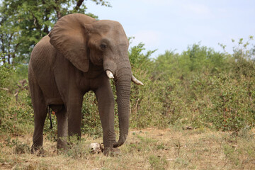 Obraz premium Afrikanischer Elefant / African elephant / Loxodonta africana