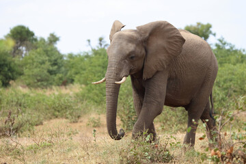 Fototapeta premium Afrikanischer Elefant / African elephant / Loxodonta africana