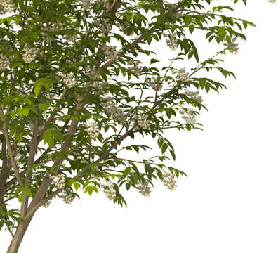 white Flowering shrub branch isolated on transparent background. Flowering tree branch with white flowers isolated on transparent background PNG. PNG Flower tree branch isolated on white background.