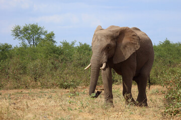 Fototapeta premium Afrikanischer Elefant / African elephant / Loxodonta africana