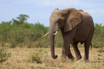 Fototapeta premium Afrikanischer Elefant / African elephant / Loxodonta africana