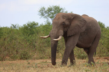 Fototapeta premium Afrikanischer Elefant / African elephant / Loxodonta africana