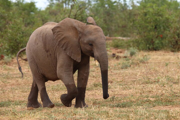 Obraz premium Afrikanischer Elefant / African elephant / Loxodonta africana