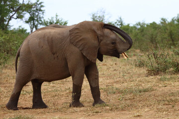 Obraz premium Afrikanischer Elefant / African elephant / Loxodonta africana