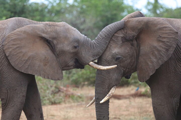 Obraz premium Afrikanischer Elefant / African elephant / Loxodonta africana