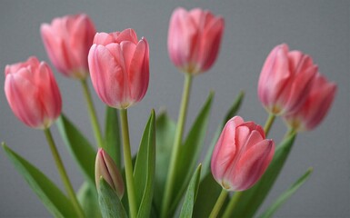 Obraz premium Pink tulips bloom gracefully their soft petals and green stems