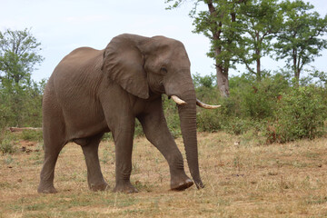Fototapeta premium Afrikanischer Elefant / African elephant / Loxodonta africana