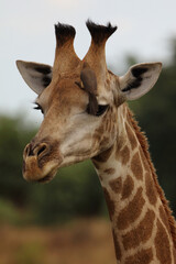 Obraz premium Giraffe / Giraffe / Giraffa camelopardalis