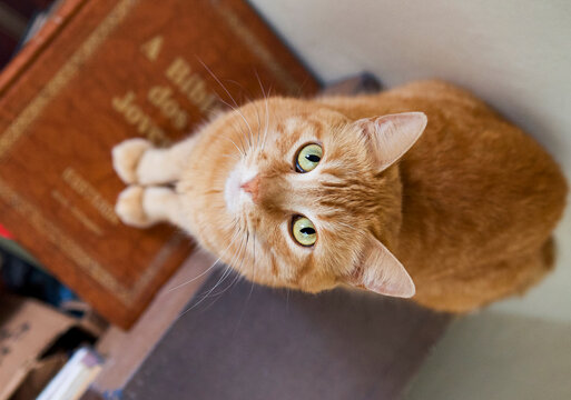 Photograph of an orangecat with green eyes, seen from above,looking directly at the camera. It is perched on some books.The image emphasizes the intensity of its gaze,which seems to judge or question.