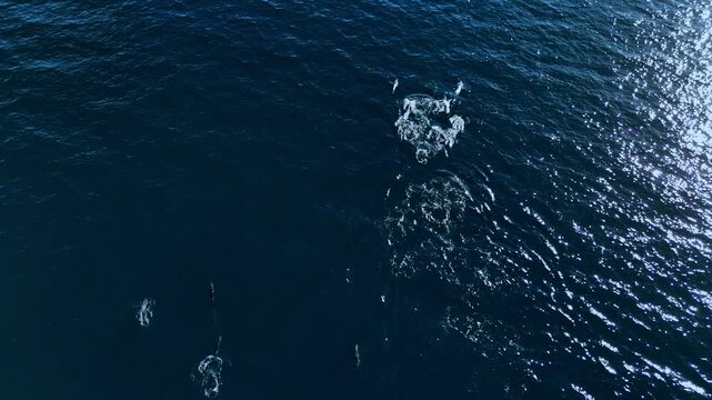 Pod of dolphins leaping and moving swiftly through deep blue turquoise waters in Baja Mexico, aerial drone view capturing dynamic motion, playful marine mammals with sparkling sunlight and ocean
