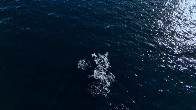 Pod of dolphins leaping and moving swiftly through deep blue turquoise waters in Baja Mexico, aerial drone view capturing dynamic motion, playful marine mammals with sparkling sunlight and ocean