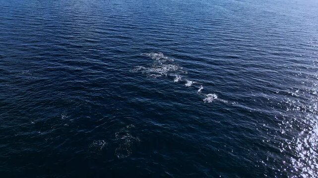 Pod of dolphins leaping and moving swiftly through deep blue turquoise waters in Baja Mexico, aerial drone view capturing dynamic motion, playful marine mammals with sparkling sunlight and ocean