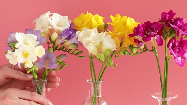 Woman arranging vases with beautiful freesia flowers pink background, closeup