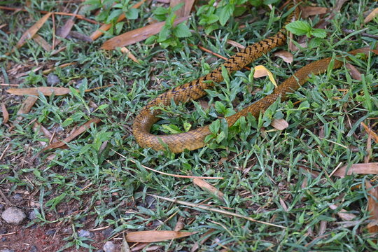 Ptyas mucosa snake. Its common name is&nbsp;Oriental rat snake and&nbsp;Indian rat snake. It&nbsp;is a common non-venomous&nbsp;species&nbsp;of&nbsp;colubrid&nbsp;snake&nbsp;found in parts of&nbsp;South&nbsp;and&nbsp;Southeast Asia. Tm