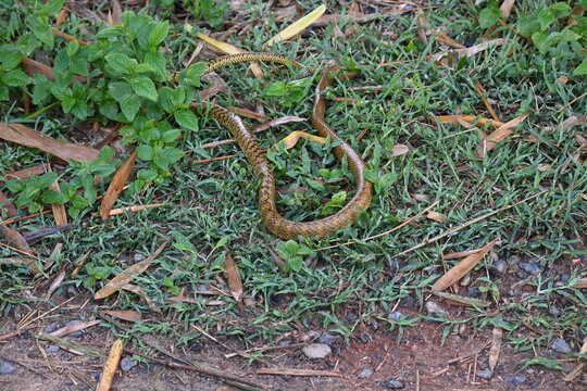 Ptyas mucosa snake. Its common name is&nbsp;Oriental rat snake and&nbsp;Indian rat snake. It&nbsp;is a common non-venomous&nbsp;species&nbsp;of&nbsp;colubrid&nbsp;snake&nbsp;found in parts of&nbsp;South&nbsp;and&nbsp;Southeast Asia. Tm