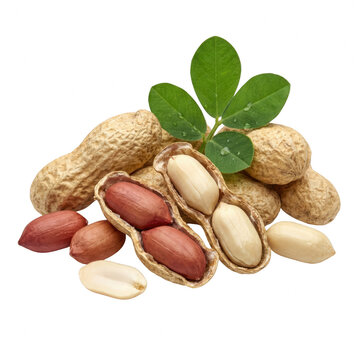 Fresh Raw Peanuts in Shell with Green Leaves