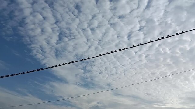 A long row of small birds perches on a wire that stretches diagonally across the sky