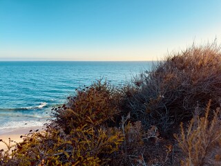 Native coastal vegetation framing a scenic view of the Pacific Ocean at Crystal Cove State Park. © Bryan Lambert