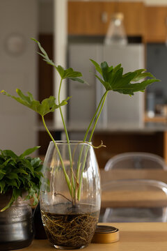 Glass vase holding plant cuttings with visible roots sitting on light wood table in kitchen