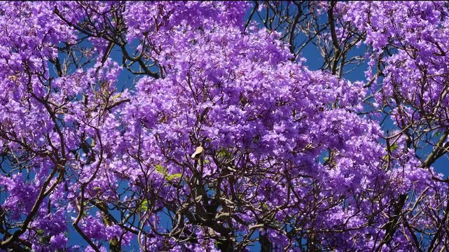 A jacaranda tree with vibrant purple flowers against a deep blue sky in Belem, Lisbon, Portugal. The blossoms create a striking view in the urban setting.