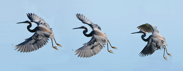 Obraz premium A Sequence of Images Taken of a Tri Colored Heron In-flight Against a Bright Blue Sky