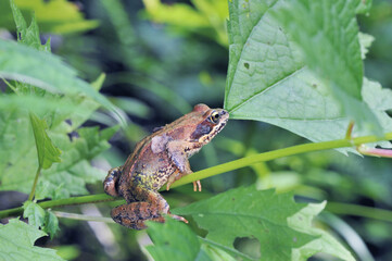 夏のエゾアカガエル（北海道・鶴居村）  © 愛 高行