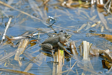 鳴嚢を膨らませて鳴くエゾアカガエル（北海道・鶴居村）  © 愛 高行