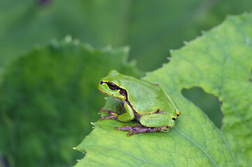 蕗の葉とニホンアマガエル（北海道・鶴居村）  © 愛 高行