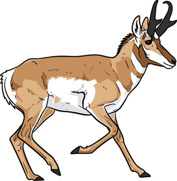 Pronghorn Antelope Vector Illustration with Detailed Line Art for Wildlife, Mammals, and Nature Designs