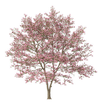 Pink Flowering dogwood tree isolated on transparent background. flower tree isolated on transparent background. Flowering Tree isolated on white background. Flowering tree PNG. Flower plant.