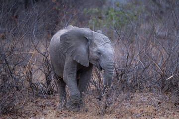 Juvenile Elephant in the bush © Hans