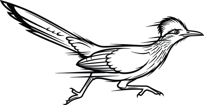 Roadrunner Bird Vector Illustration with Detailed Line Art for Wildlife, Birds, and Nature Designs