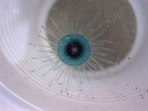 Blue Button Jellyfish (Porpita porpita) marine organism macro