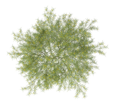 yellow flowering tree isolated on transparent background. yellow flower tree isolated on transparent background. Flowering Tree isolated on white background. Flowering tree PNG. Flower plant PNG.