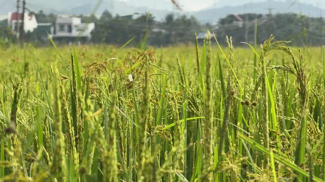 Dense rice ears stand upright across a cultivated cereal plantation during harvest stage with trees and countryside vegetation visible beyond the field. Harvest season.