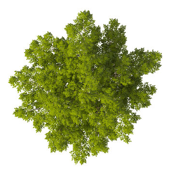 White flowering shrub isolated on transparent background. white flowering tree isolated on transparent background. isolated on white background. white flower tree PNG. Small flower plant PNG.