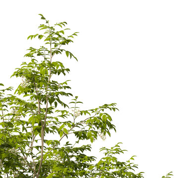 white Flowering shrub branch isolated on transparent background. Flowering tree branch with white flowers isolated on transparent background PNG. PNG Flower tree branch isolated on white background.