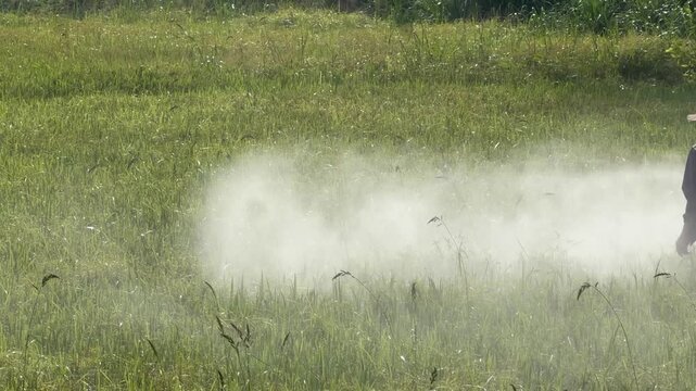 A worker directs a spraying stream over tall rice vegetation during seasonal field treatment while moving carefully through dense crop rows. Farming activity.