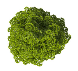 Obraz premium Single green tree isolated on transparent background. Large big tree with leaves isolated on transparent background. Tree isolated on white background. Isolated ornamental tree PNG. Leafy plant PNG.