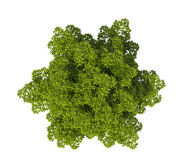 Obraz premium Single green tree isolated on transparent background. Large big tree with leaves isolated on transparent background. Tree isolated on white background. Isolated ornamental tree PNG. Leafy plant PNG.