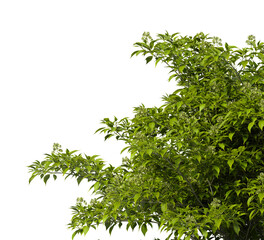 Obraz premium Tree branch isolated on transparent background. Large tree branch green leaves isolated on transparent background. Plant or tree leaves isolated on white background. Tree foliage PNG. Plant leaves PNG