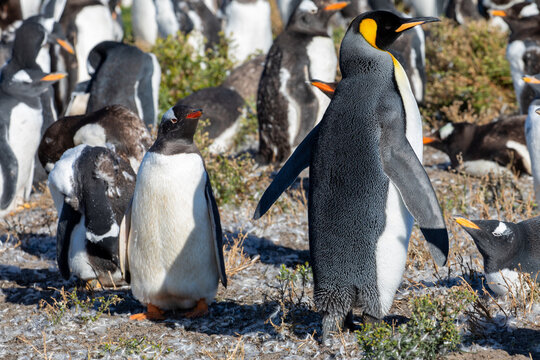 A King Penguin, Magellanic Penguin within a Gentoo Penguin Colony. With molting young genitor penguins. 