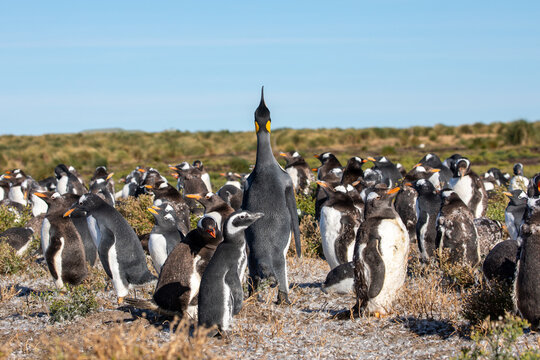 A King Penguin, Magellanic Penguin within a Gentoo Penguin Colony. With molting young genitor penguins. 