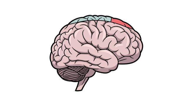 Detailed Human Brain Anatomy Vector Illustration with Frontal and Parietal Lobes Highlighted in Color, Ideal for Medical Education, Neuroscience, and Healthcare Concepts